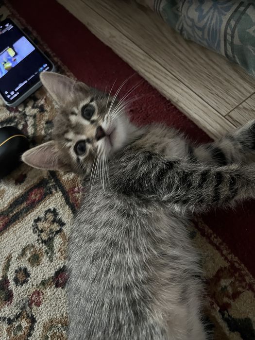 Отдам котят в доброе руки