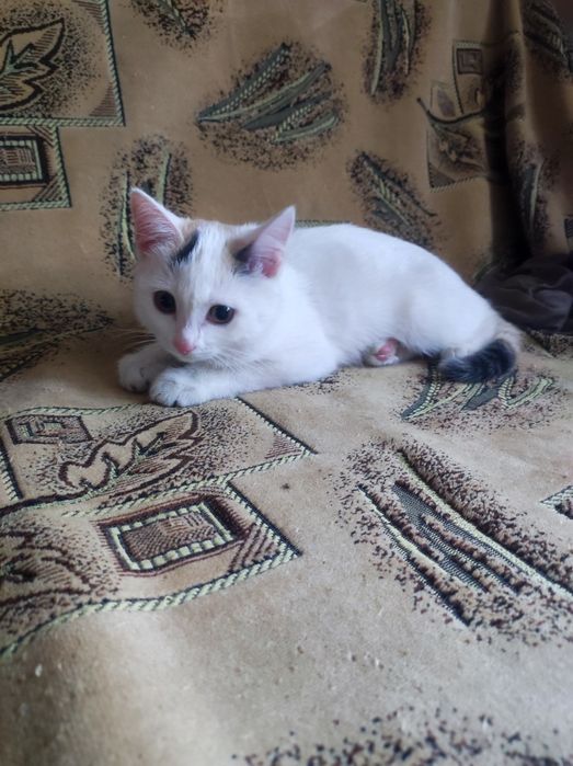 Котёнок девочка 4месяца