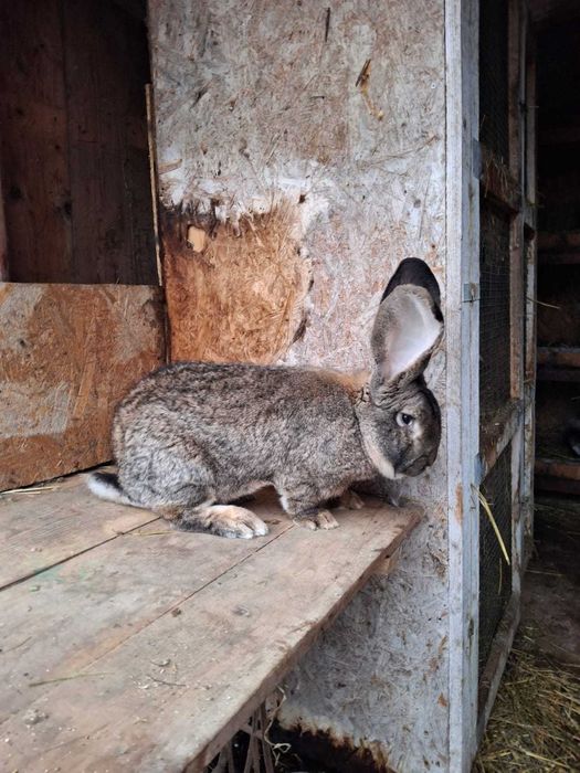 Mascul uriaș german