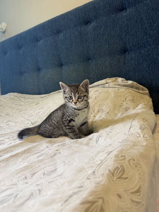 Отдам котенка в хорошие руки