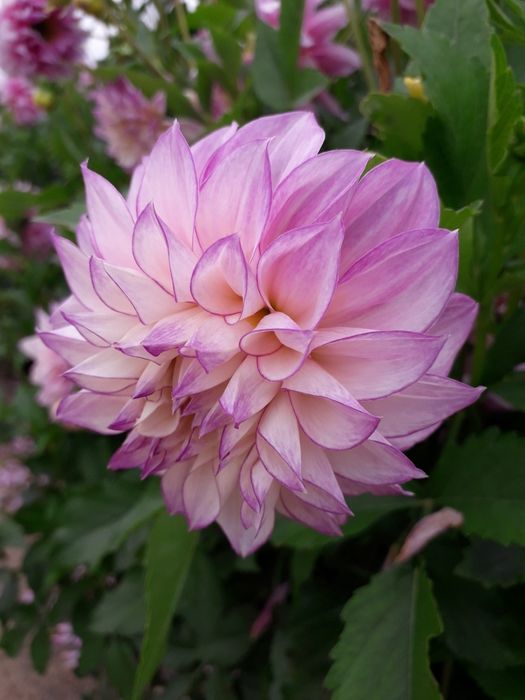 Цветы Георгины перламутровые. Клубни (рассада) на посадку.