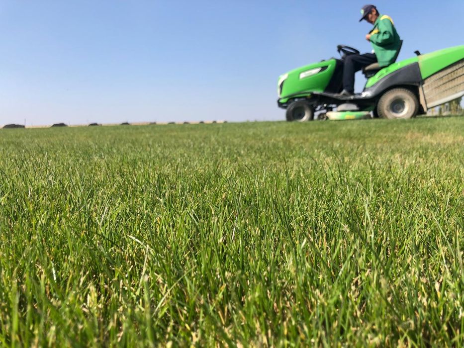 Дерн/Газон спортивный