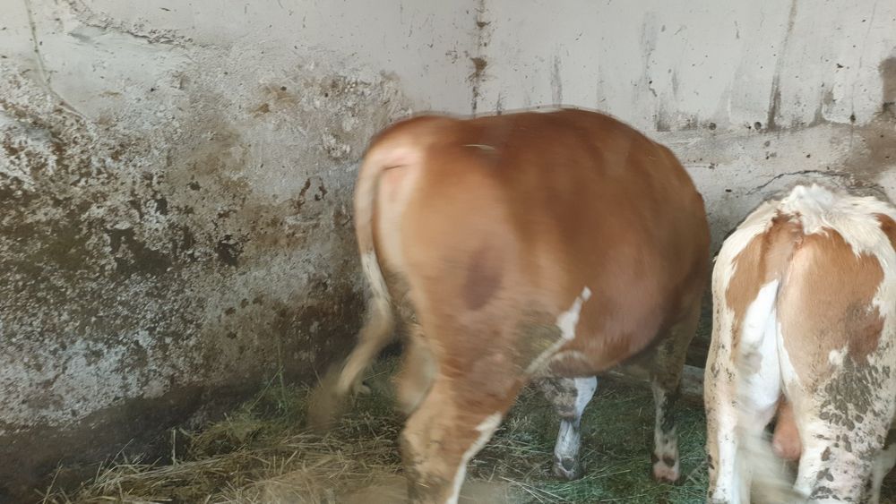 Taur tânăr bălțat