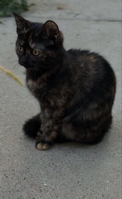 Котенок девочка в добрые руки