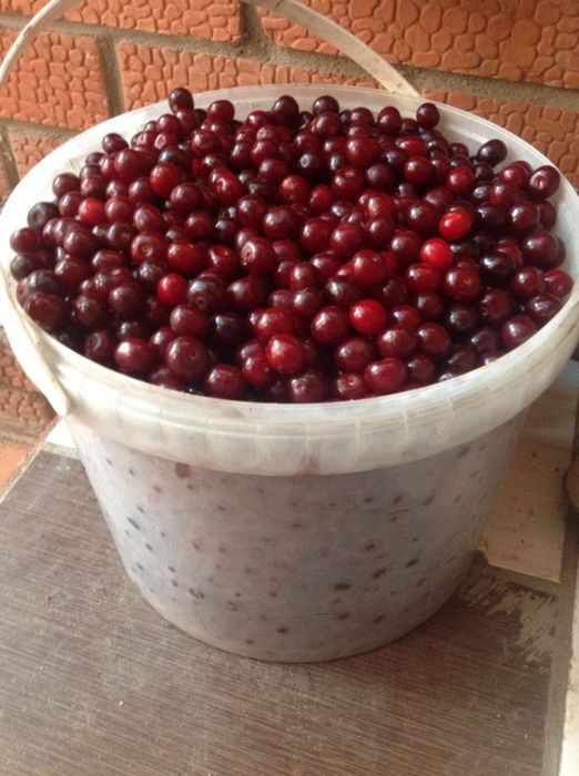Продам вишню на заказ