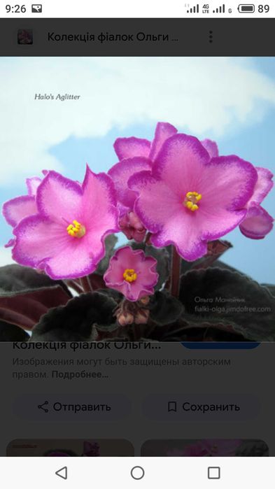 Фиалка/сенполия. Сортовая.