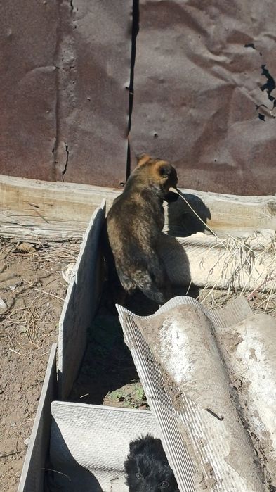Отдам щенков в хорошие руки