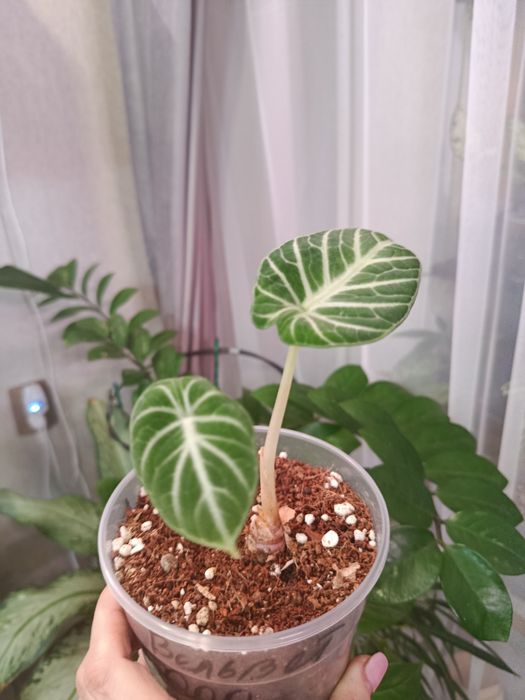 Большой выбор цветов .