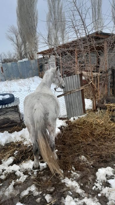 Буаз семіз бие сатылады