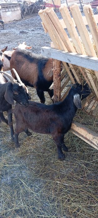 Vând ied aglonubian