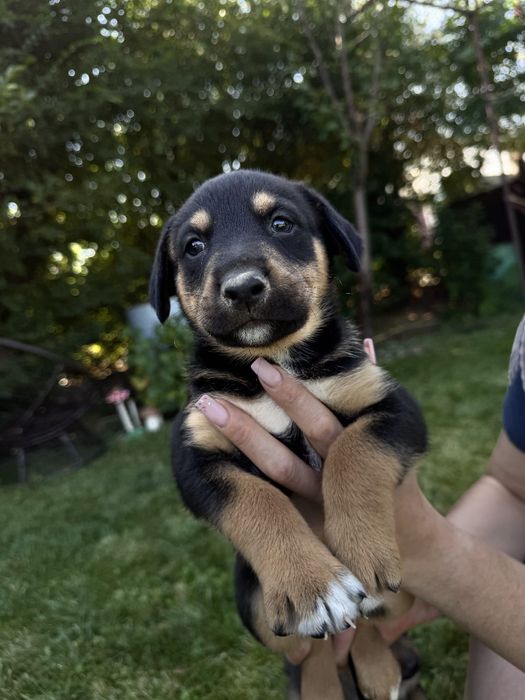 Продам очаровательных щенков