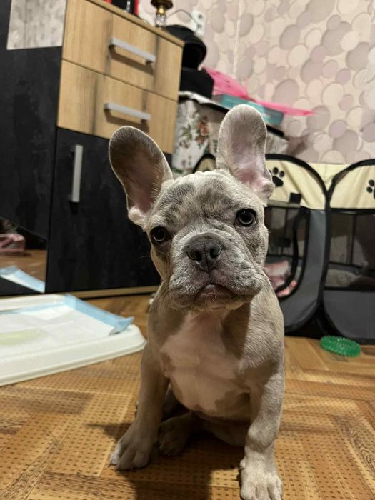 Продавам куче френски булдог мерле