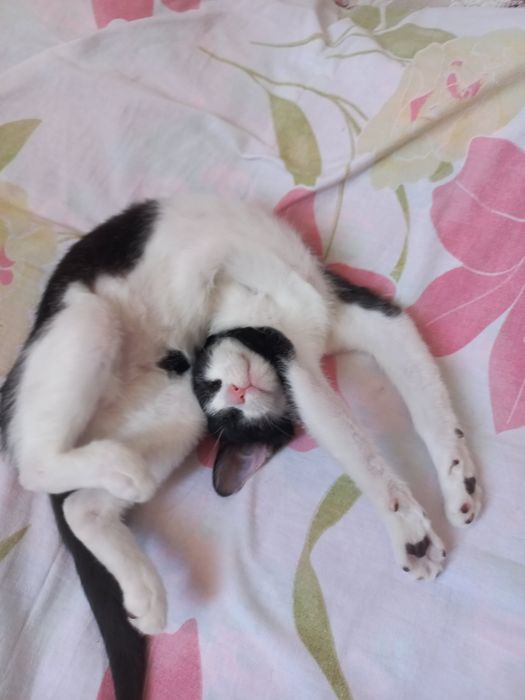 Домашний кошки...