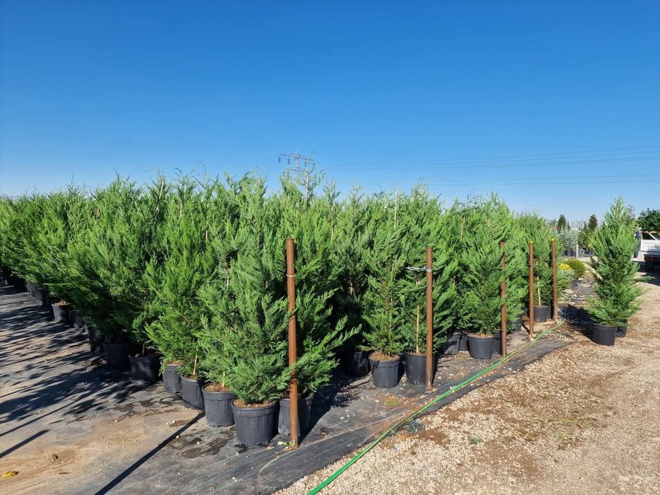 Leylandy cupressocyparis (tuia leylandii)
La o calitate superioara pre