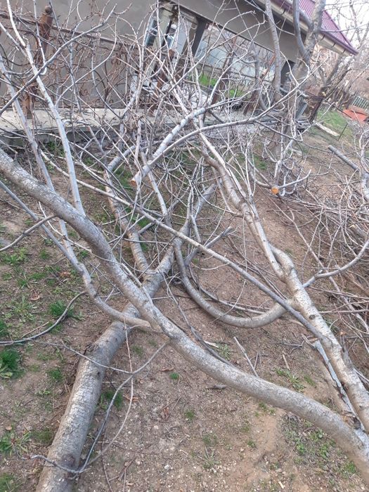 Дрова утин майда ва йирик