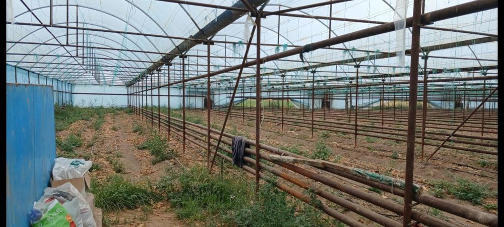 Теплица 32 соток