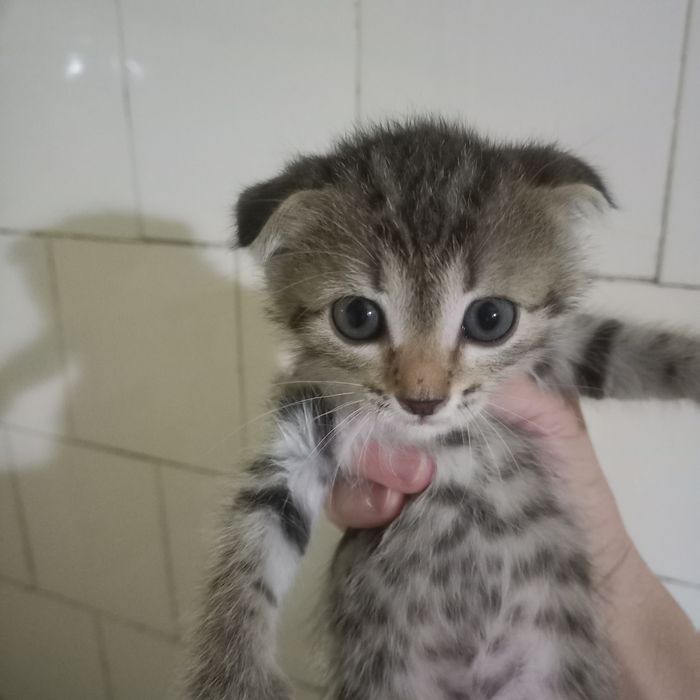 Вислоухие котята 1 месяц мальчики и девочка