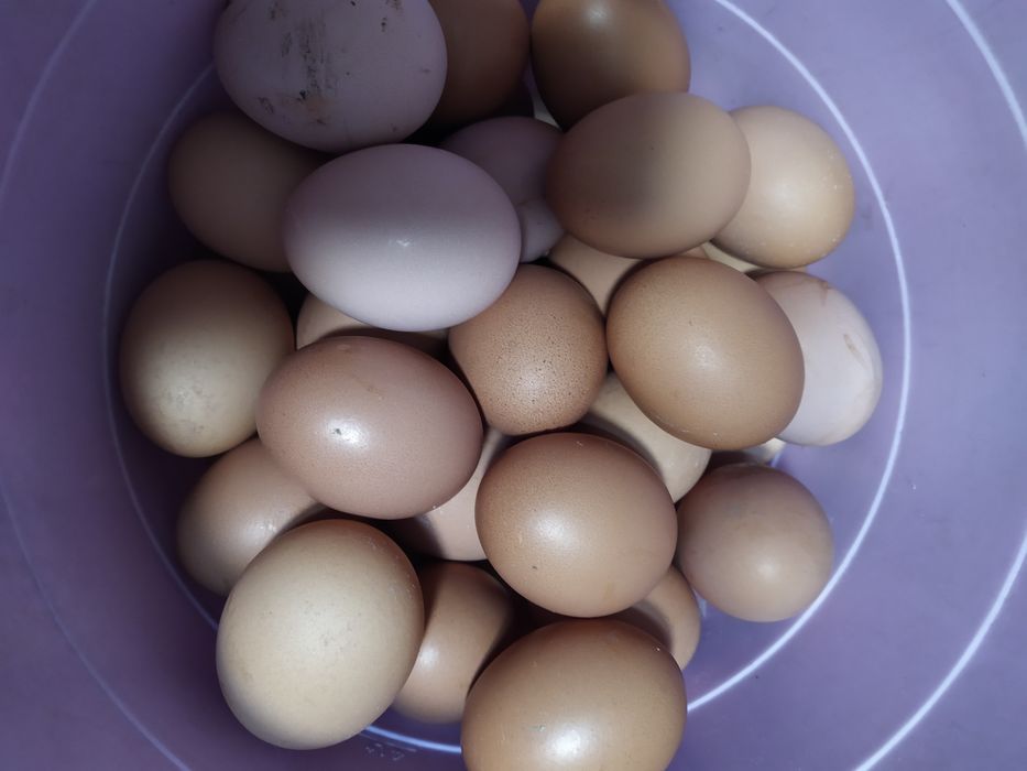 Яйца куринные  домашние