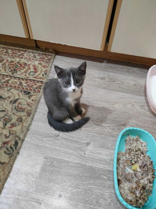 Отдам кисят в добрые руки.