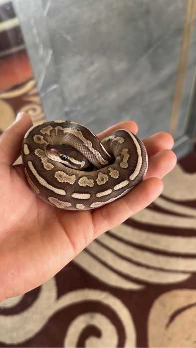 Королевский Питон