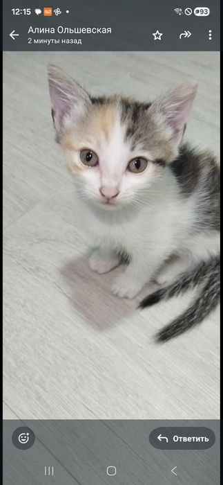 Отдаем домашнего котенка, девочку.