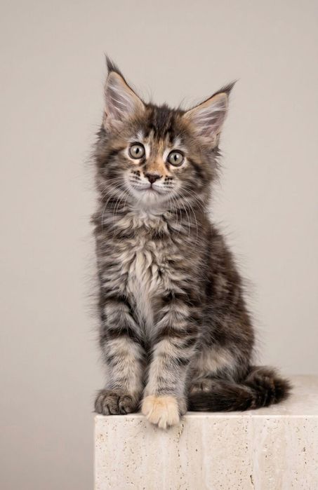 Котенца Мейн Кун с родословие
