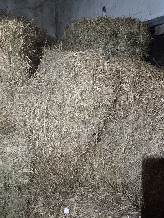 Vând baloți de lucernă