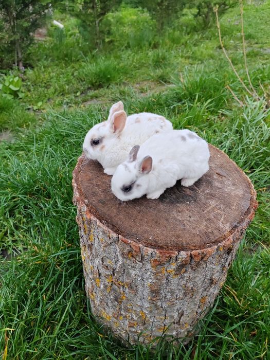 Vând iepurași Rex pitic din părinți tatuați rasă pură