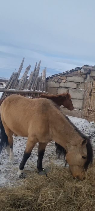 Ат лошади конь жорға