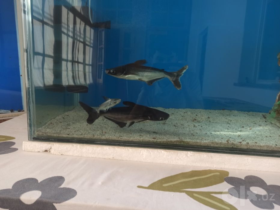 Akula pangasius srochno 30sm
