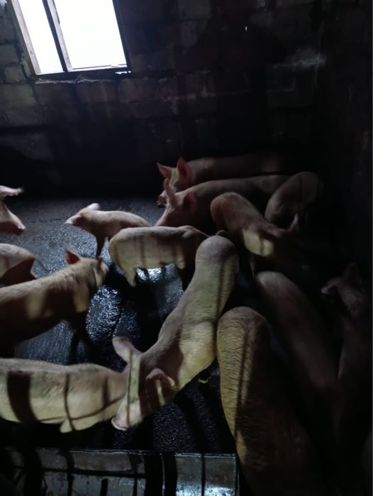 Поросята молодые