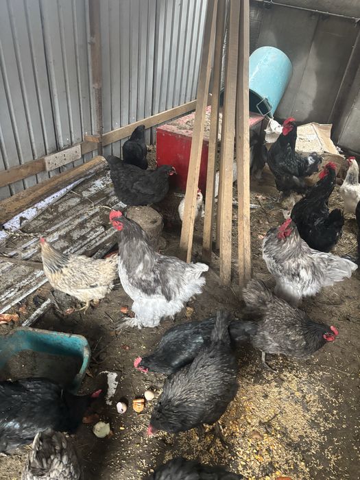 Продам петухов кохинхин варианты обмена