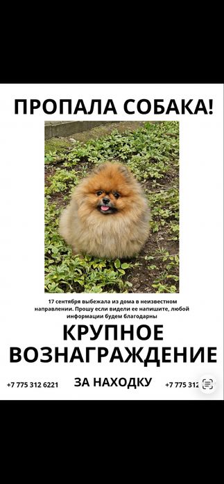 Пропала собака породы Шпиц