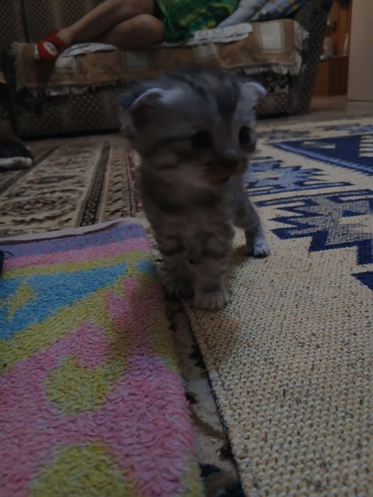 Шотландские котята