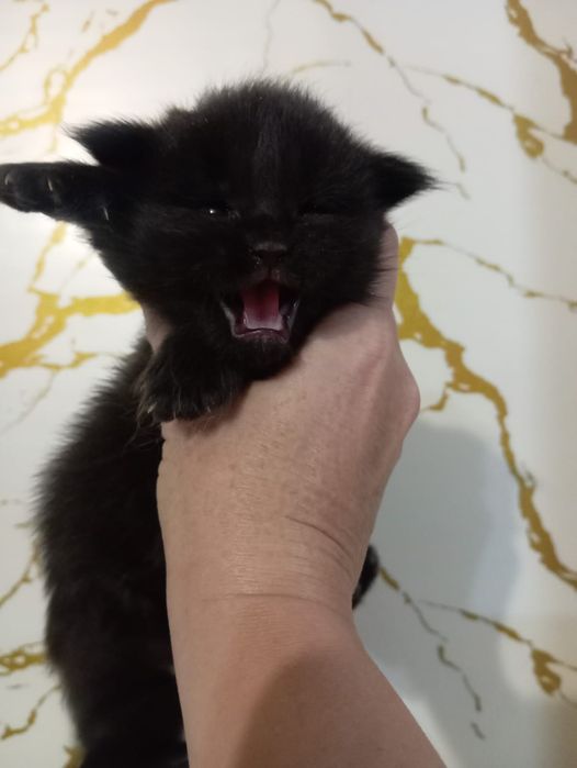 Котята породы Мейн Кун
