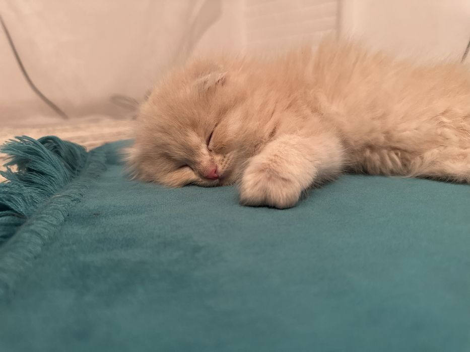 Шотланский вислоухи как мишутка