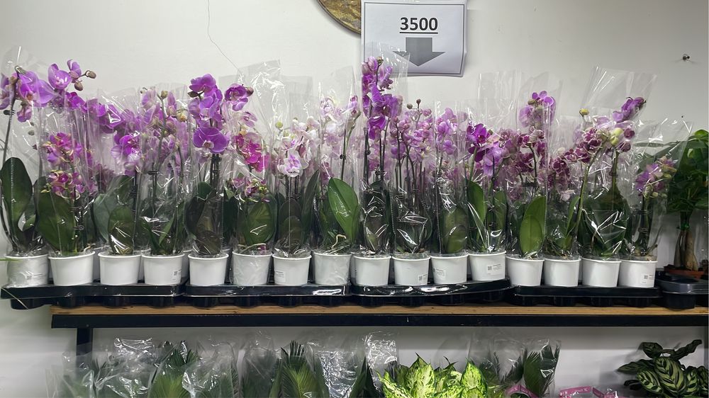 Орхидеи средных размеров