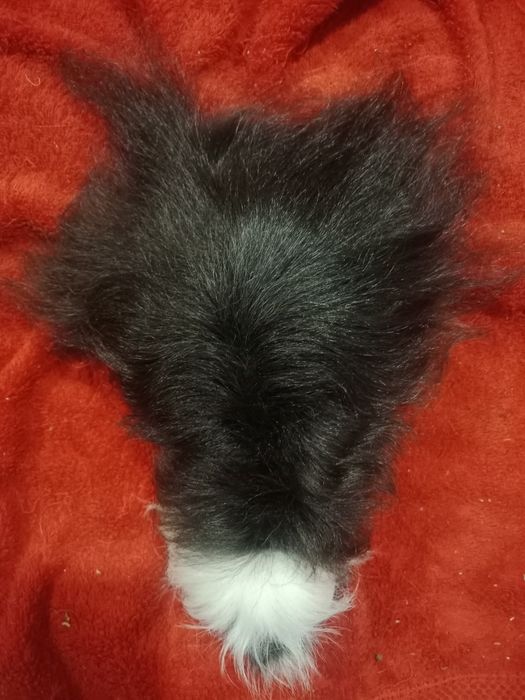 Продаются морские свинки