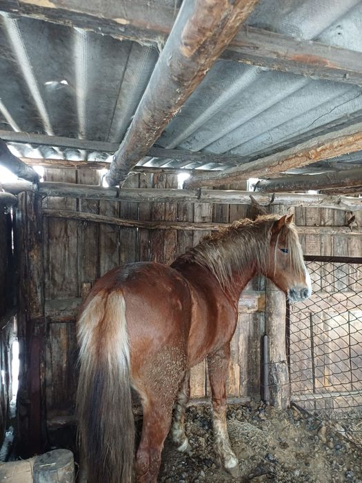 Продам    жеребца с откорма