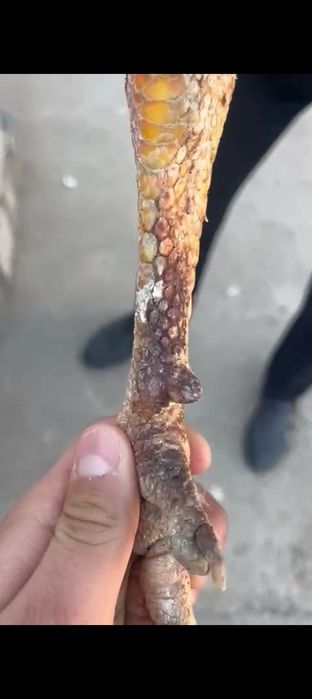 Мартский шөже сатылады