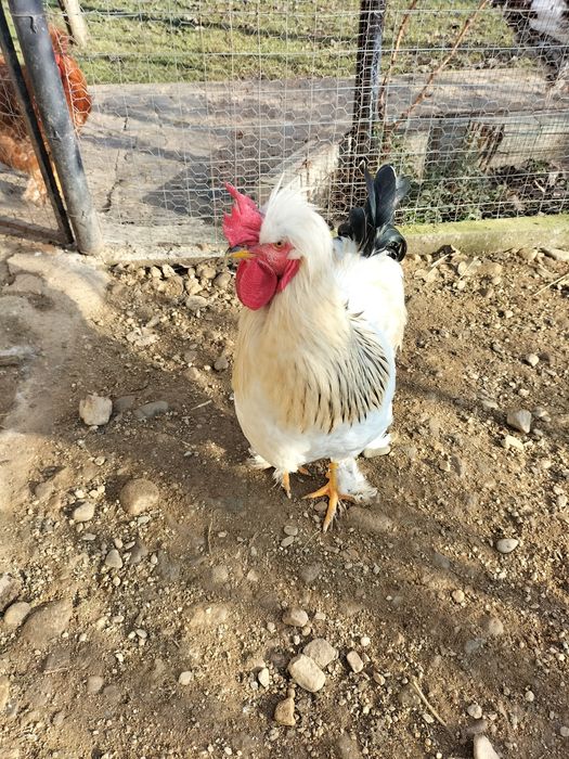 Vând cocoș moțat pe alb,