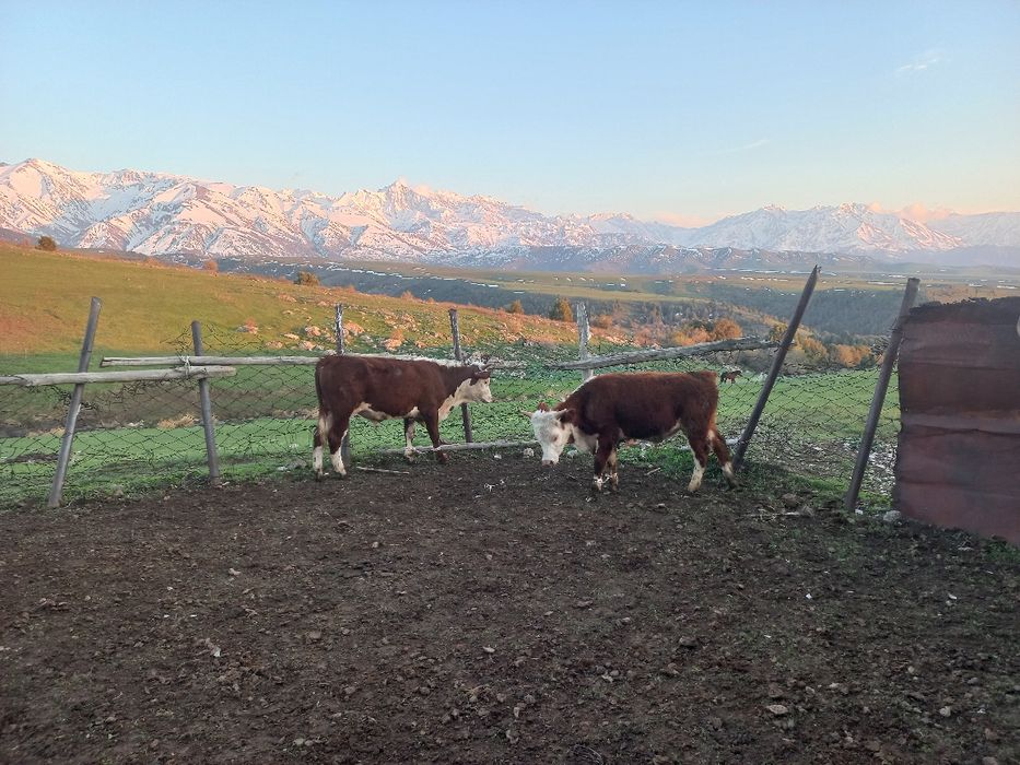 Бычоктар сатыларды