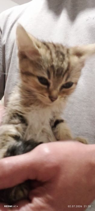 Отдам котенка бесплатно