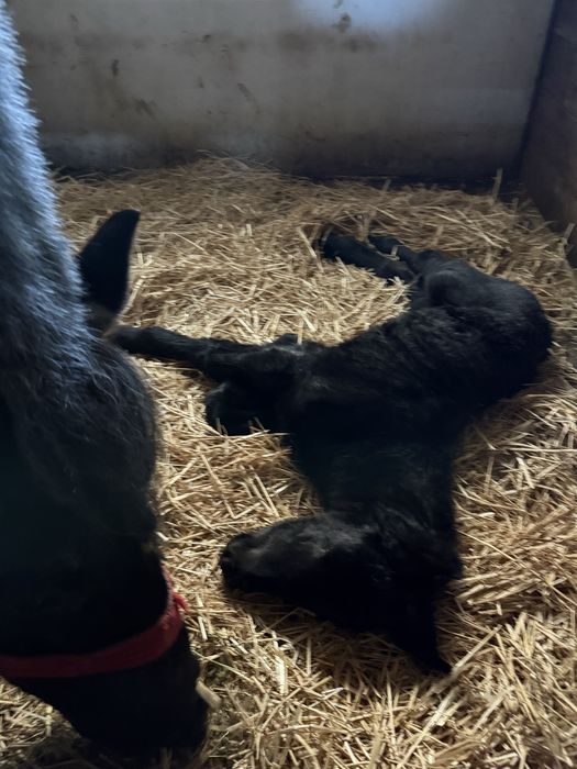 Iapa sura de 5 ani si manzul ei nascut pe 06.03.26