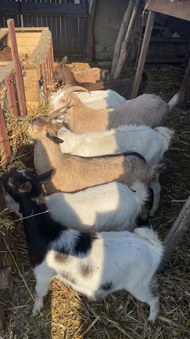 De vanzare capre fatate cu iedul langa ele si gestante