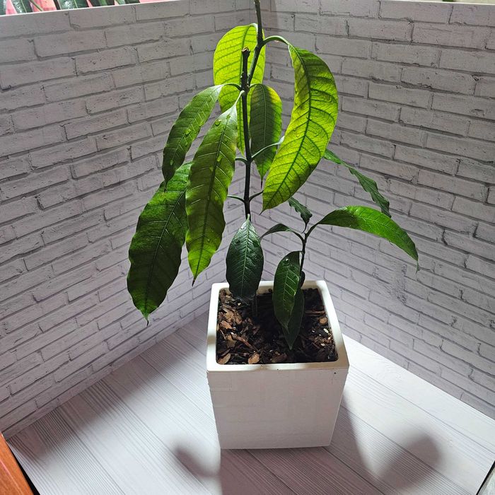 Манго  плодоносящее