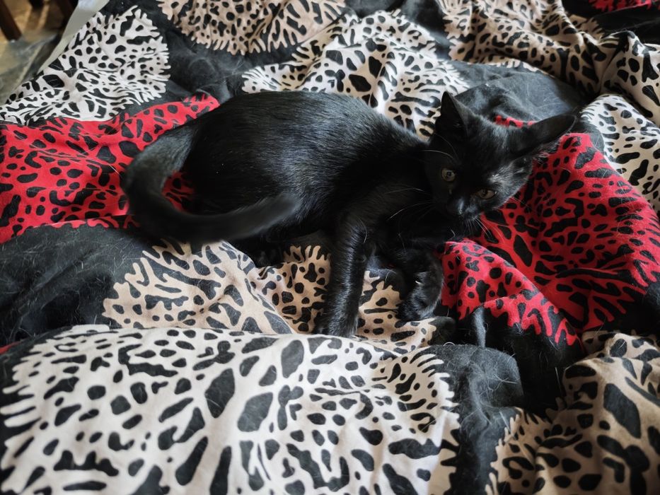 Черно коте на 3 месеца