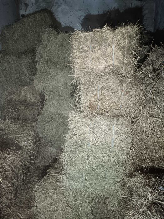 Vând baloți de lucernă