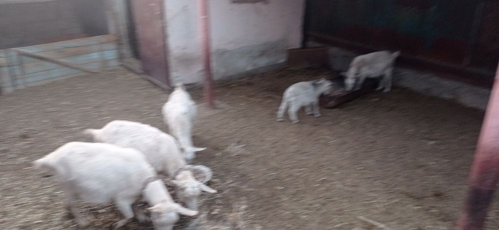 Общии барлығы сатылады