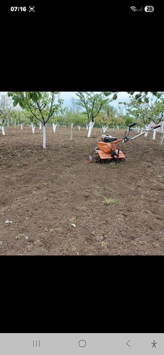 Toaletez pomi fructiferi